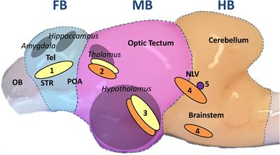 Time-Dependent Effects of Acute Handling on the Brain Monoamine System of the Salmonid Coregonus maraena